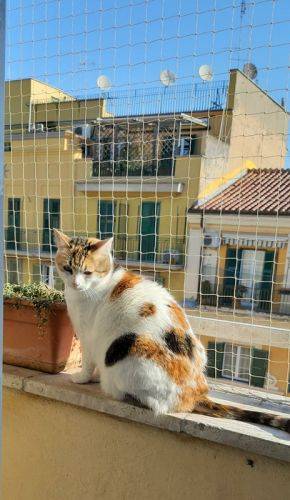 Installazione reti anticaduta PerGatto